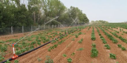 Belediyemizin Fasulye Tarlasnda Gbreleme ve Sulama almalar Devam Ediyor