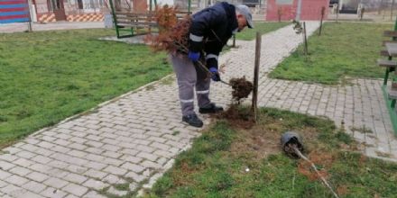 Ergene Belediyesi Hem Aalara Bakm Yapyor Hem Yeni Aa Dikiyor