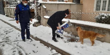 Bakan Yksel Sokak Hayvanlarn Elleri ile Besledi