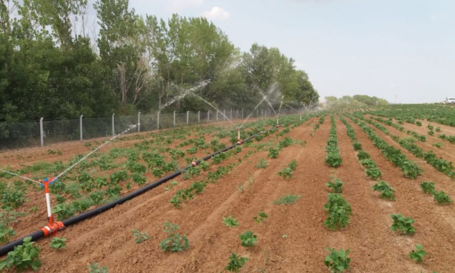 Belediyemizin Fasulye Tarlasnda Gbreleme ve Sulama almalar Devam Ediyor