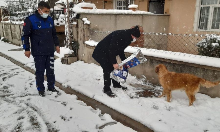 Bakan Yksel Sokak Hayvanlarn Elleri ile Besledi