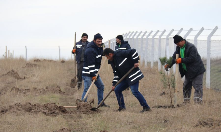 Daha Yeil Bir Ergene in 1000 Adet Aa Dikildi