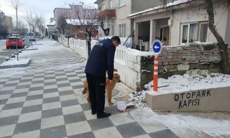 Zabta Ekiplerimiz Sokak Hayvanlarn Besledi